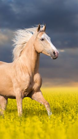 Horse, cute animals, 5k (vertical)