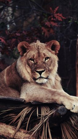 lion, savanna, 5k (vertical)