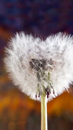 love image, heart, dandelion, 5k (vertical)