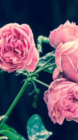 rose, flowers, 5k (vertical)