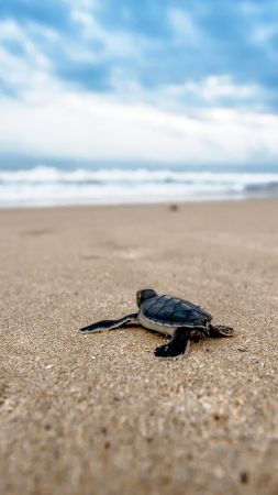 turtle, beach, 4k (vertical)