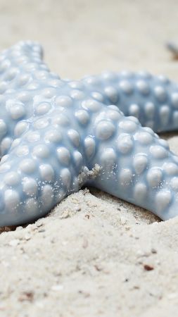 starfish, shell, shore, 5k (vertical)