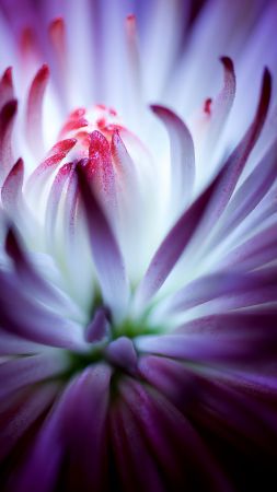 flower, 4k (vertical)