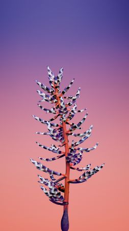 iPhone X wallpapers, iPhone 8, flower, iOS11, retina, 4k, HD, WWDC 2017 (vertical)