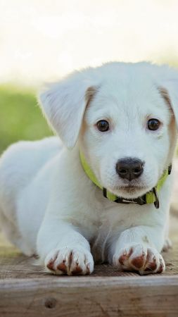 puppy, cute animals, 5k (vertical)