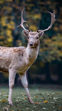 deer, cute animals, 5k (vertical)