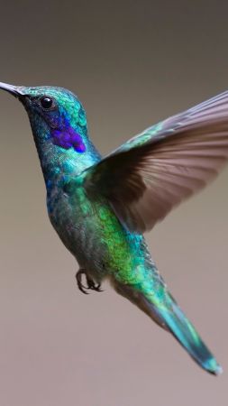 humming, bird, HD (vertical)