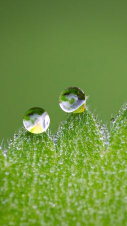 leaf, drop, green, 5k (vertical)