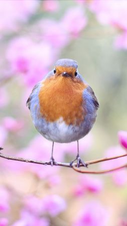 bird, spring, 5k (vertical)