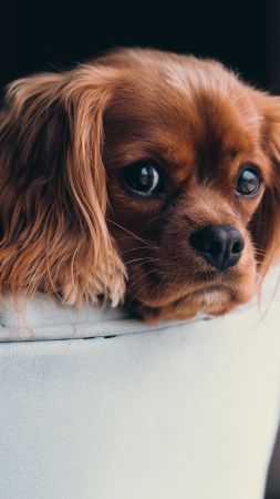 puppy, cute animals, 5k (vertical)