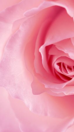 flower, rose, pink, 4k (vertical)