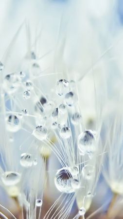 dandelion, drops, 5k (vertical)