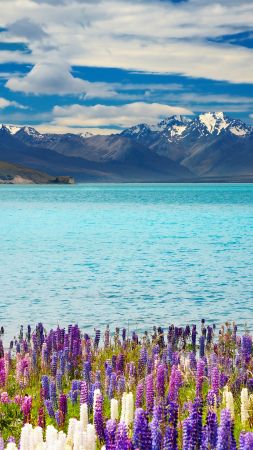 Lake Tekapo, New Zealand, mountains, flower, 4k (vertical)