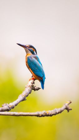 kingfisher, bird, 5k (vertical)