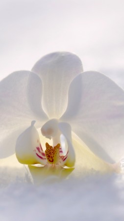 orchid, flower, snow, winter, white, 4k (vertical)