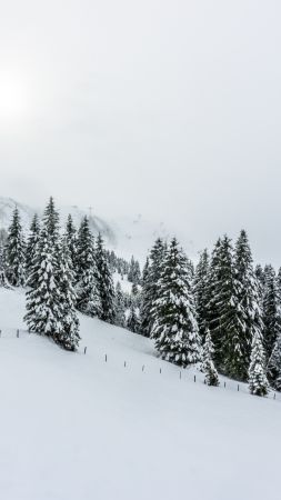 forest, tree, snow, winter, 5k (vertical)