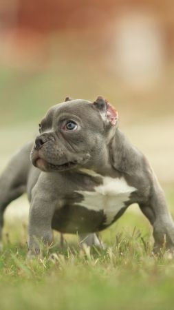 puppy, funny animals, 5k (vertical)
