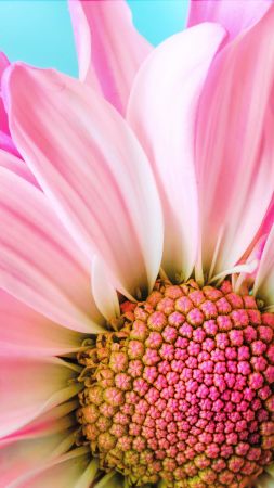 flower, 4k (vertical)