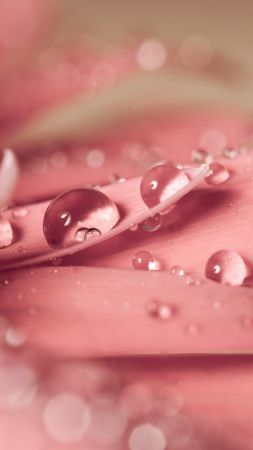 flower, drop, 4k (vertical)