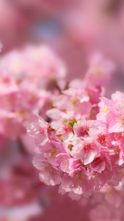 sakura, blossom, spring, trees, 5k (vertical)