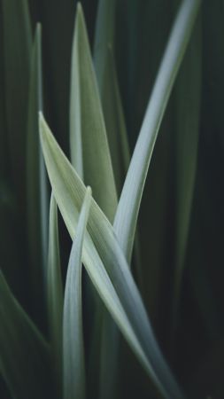 grass, HD (vertical)