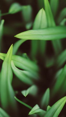 grass, 5k (vertical)