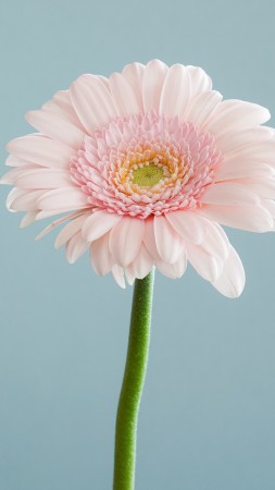 flower, 4k (vertical)