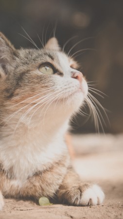 Cat, pet, 6K (vertical)