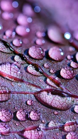 Water Drops, Leaves, 4K, 5K (vertical)