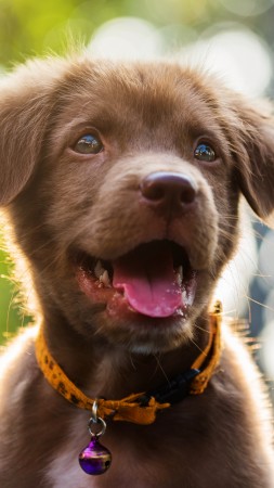 Funny animals, Dog, Puppy, 6K (vertical)