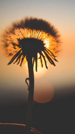 Flower, bokeh, macro, 5K (vertical)