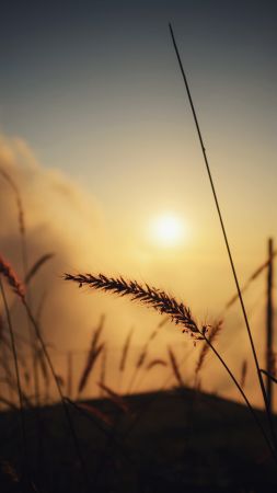 Field, bokeh, macro, 4K, 6K (vertical)