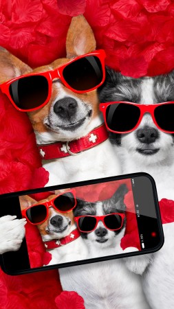 Dog, funny animals, 6K (vertical)