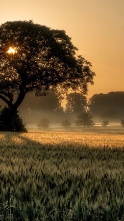 sunset, tree, field, 4K (vertical)