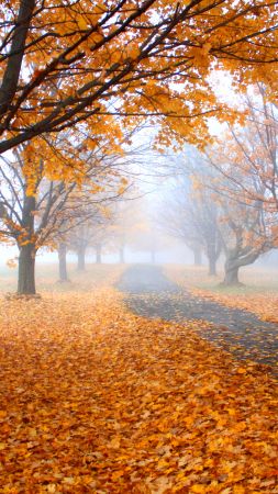 Autumn, leaves, tree, yellow, 4K (vertical)