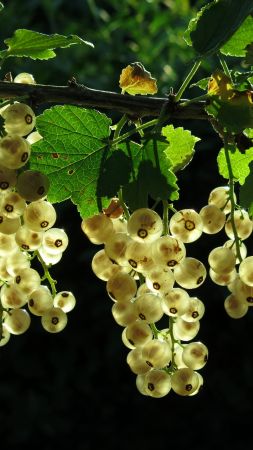 white currant, green, leaf, 4K (vertical)