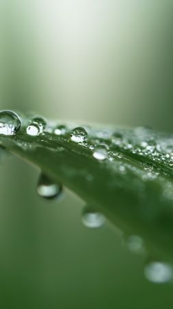 leaf, drops, green, 4K (vertical)