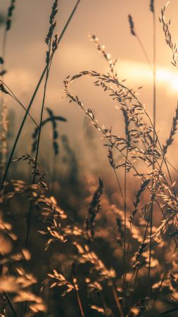 field, macro, 4K (vertical)