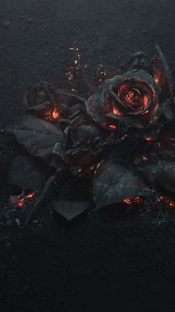 rose, dark, 5K (vertical)