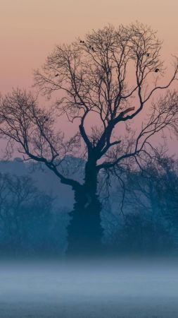 tree, sunrise, fog, 5K (vertical)