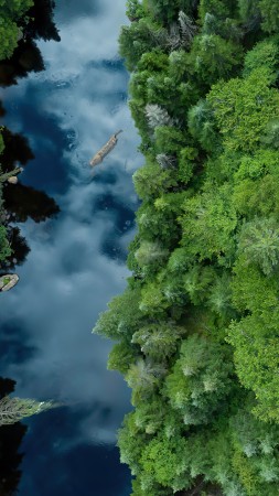 river, forest, trees, green, Canada, 4K (vertical)
