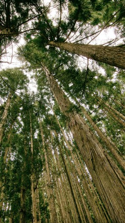 forest, 5k, 4k wallpaper, threes, green, wallpaper (vertical)