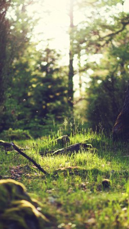 Yosemite, 5k, 4k wallpaper, 8k, forest, OSX (vertical)