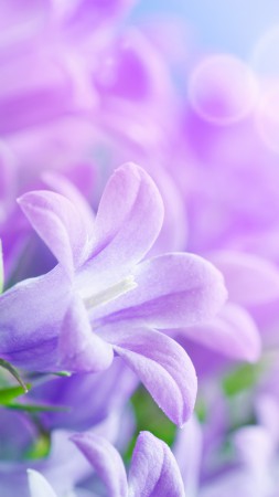 Morning glory, 5k, 4k wallpaper, 8k, purple, flowers, rays (vertical)