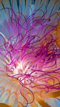 Jellyfish, 4k, 5k wallpaper, HD, Indian Ocean, Georgia, Atlanta, diving, tourism, blue, orange, Malaysia, World's best diving sites (vertical)