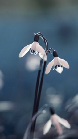 Blue Snowdrop, 5k, 4k wallpaper, flowers, spring (vertical)
