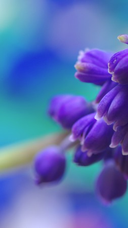Muscari, 5k, 4k wallpaper, flowers, purple (vertical)