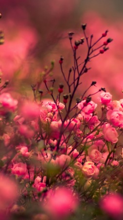 rose, 5k, 4k wallpaper, pink, bokeh (vertical)