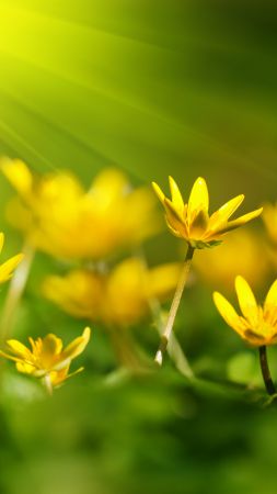 Flowers, 5k, 4k wallpaper, 8k, sunray, yellow, green grass (vertical)