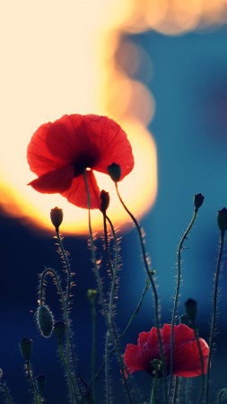 Poppy, 5k, 4k wallpaper, flowers, fiels (vertical)